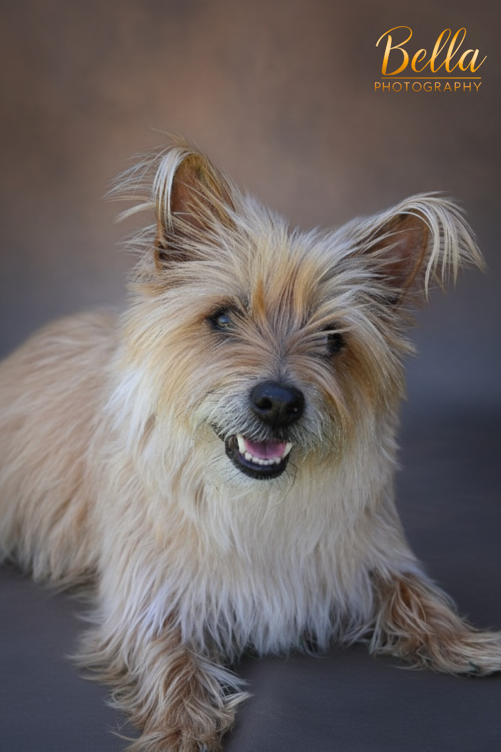 Pippin cute pose